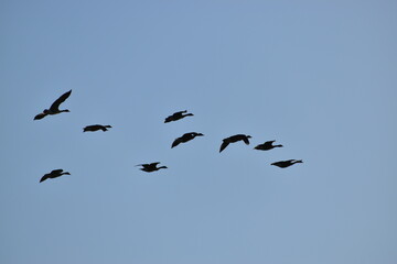 Canadian Geese