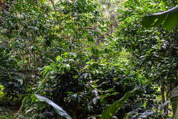 Arabian coffee Coffea arabica from Colombia