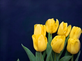 Flowers composition. Frame made of  yellow tulips on blue background. Valentines day, mothers day and womens day concept. Flat lay, top view.