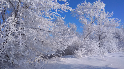 Winter park in snow, trees, christmas wallpaper