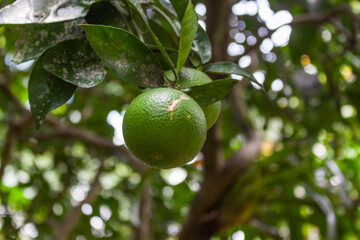 Citrus reticulata Bianco green mandarin