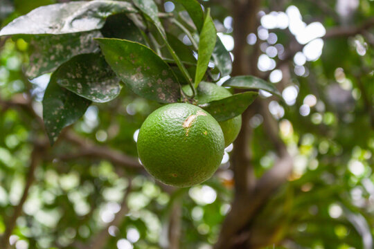 Citrus reticulata Bianco green mandarin