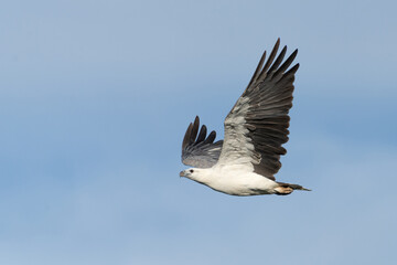 Fototapeta premium White Bellied Sea Eagle