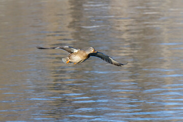 Female mallard in flight preparing to land on a river. 