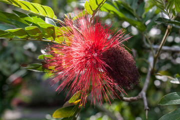Albizia julibrissin Persian silk tree and pink siris