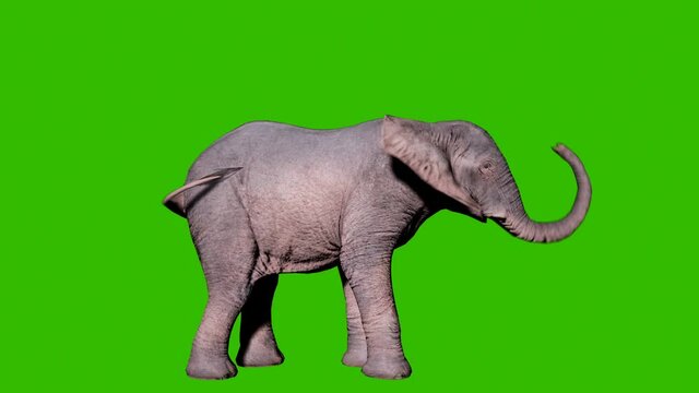 Large african elephant digs the ground with its foot in front of green screen. Seamless loop animation for animals, nature and educational backgrounds.