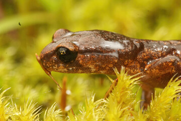 Milky antipredator secretion in from the glands on the head by the Ensatina eschscholtzii salamander in North California