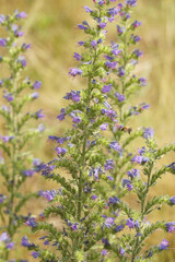 Obraz premium Closeup of the nice blue fowers of the Viper's burgloss or blueweed , Echium vulgare