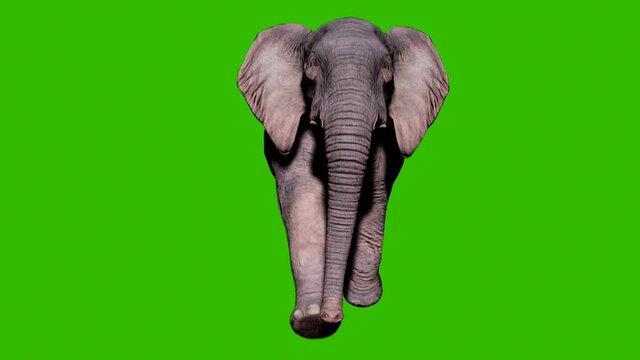 Large elephant running on the ground in front of green screen. Seamless loop animation for animals, nature and educational backgrounds.