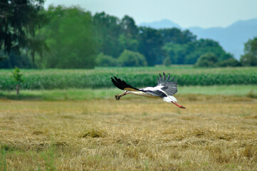 A stork in flight over a field
