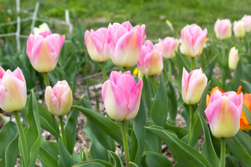 Pink color blooming tulip flowers into green spring garden floral holiday concept 