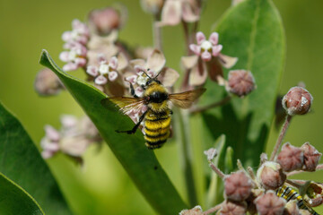 Northern Amber Bumble Bee
