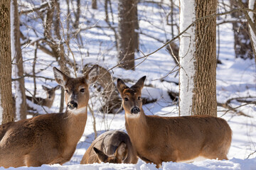 Deer. The white-tailed deer  also known as the whitetail or Virginia deer in winter on snow. White tailed deer is  the wildlife symbol of Wisconsin  and game animal of Oklahoma.