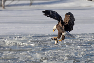 Bald eagle with prey on a frozen river