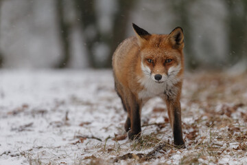 Naklejka na ściany i meble Red fox in winterwonderland on a cold winterday