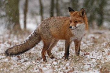 Fototapeta premium Red fox in winterwonderland on a cold winterday