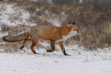 Red fox in winterwonderland on a cold winterday