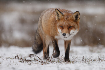 Red fox in winterwonderland on a cold winterday