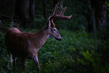 White tailed deer in the smoky mountain national park in Tennessee