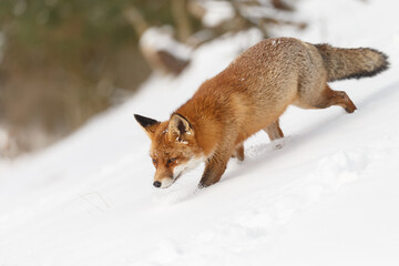 Red fox in wintertime with fresh fallen snow in nature