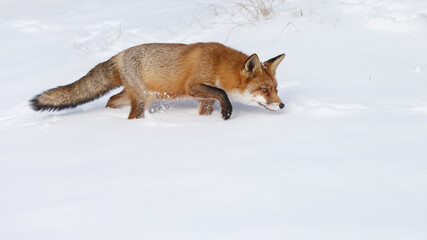 Naklejka premium Red fox in wintertime with fresh fallen snow in nature