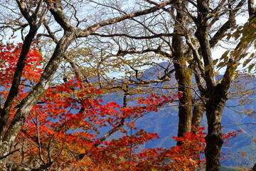 Fototapeta premium 天狗高原 セラピーロードからの眺め 紅葉 （四国カルスト）