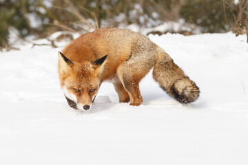 Red fox in wintertime with fresh fallen snow in nature