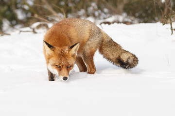 Obraz premium Red fox in wintertime with fresh fallen snow in nature
