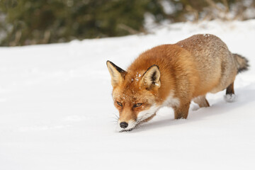 Obraz premium Red fox in wintertime with fresh fallen snow in nature
