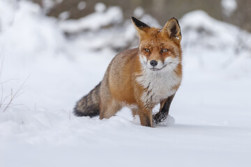 Naklejka na ściany i meble Red fox in wintertime with fresh fallen snow in nature