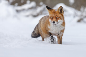 Naklejka na ściany i meble Red fox in wintertime with fresh fallen snow in nature