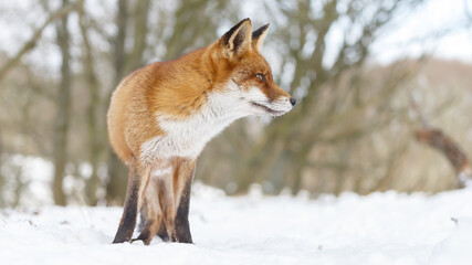 Red fox in wintertime with fresh fallen snow in nature