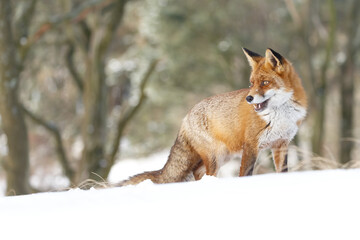 Red fox in wintertime with fresh fallen snow in nature