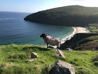 Sheep overlooking Keen Bay Ireland