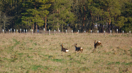 three roe deer with white rumps flashing run off to nearby woodland