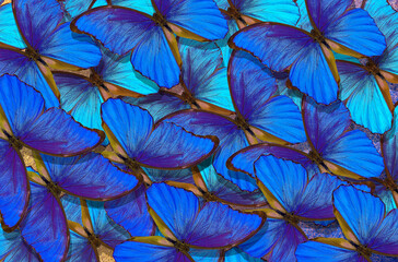 Fototapeta na wymiar Blue abstract texture background. Butterfly Morpho. Wings of a butterfly Morpho. Flight of bright blue butterflies