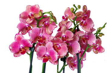Fototapeta na wymiar pink orchid isolated on white. orchid flowers close-up