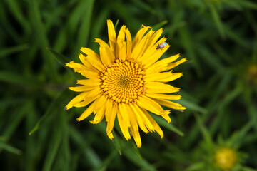 Slender-leaved Elecampane (Inula ensifolia)