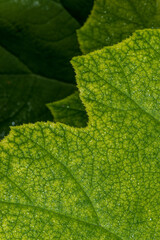 Shieldleaf Rodgersia (Astilboides tabularis) Leaves