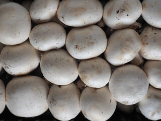 champignon mushroom vegetarian food | (champignon)