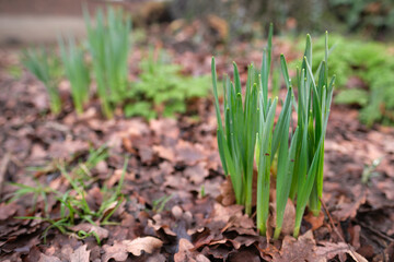 Sprouts of daffodils or narcissus blooming in the garden.