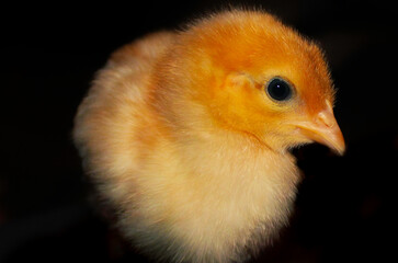 chicken on black background