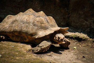 Tortuga de Tierra