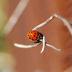 A ladybug on a dead branch. Blurry brown background