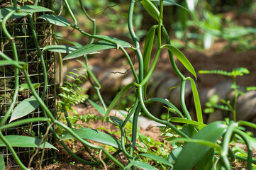 Green vanilla plants and fruits in growth at garden
