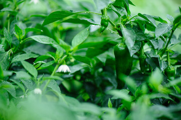 Fototapeta na wymiar Green pepper plants in growth at vegetable garden