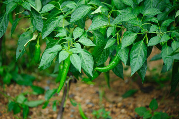 Green pepper plants in growth at vegetable garden
