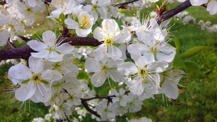 White plum blossoms with pronounced petioles and anthers in the plum orchard in spring. Flowering...