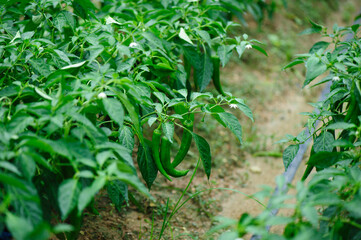 Green pepper plants in growth at vegetable garden