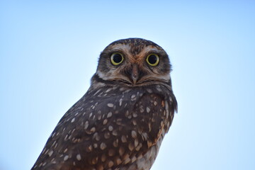 Burrowing owl (Athene Cunicularia)  looks straight ahead with yellow eyes